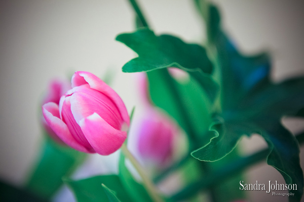 Best Sheraton Orlando North Wedding Photos - Sandra Johnson (SJFoto.com)